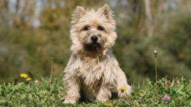 Cairn Terrier Köpek Özellikleri