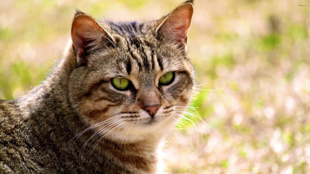 California Spangled Kedi Irkı Özellikleri ve Bakımı