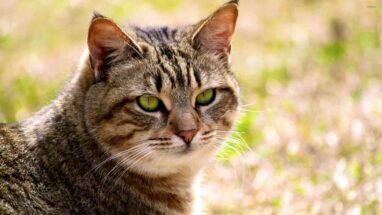 California Spangled Kedi Irkı Özellikleri ve Bakımı