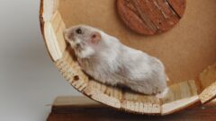 Campbell Hamsterı Özellikleri ve Bakımı