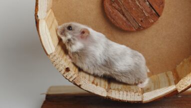 Campbell Hamsterı Bakımı ve Özellikleri