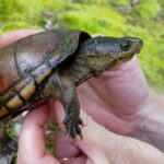 Çamur Kaplumbağası Özellikleri ve Bakımı