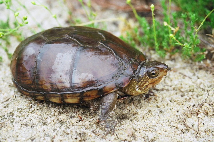 Çamur Kaplumbağası 