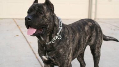 Canary Dog (Presa Canario) Köpek Irkı Tüm Özellikleri, Genel Bakım ve Sağlık