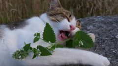 Catnip Nedir? Ne İşe Yarar?