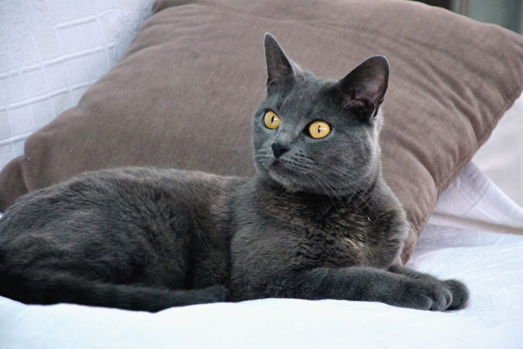 Chartreux Kedi Irkı Bakımı 