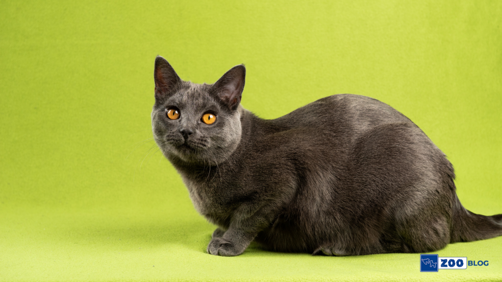 Chartreux Kedi Karakteri
