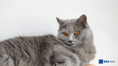 Chartreux Kedi Karakteri, Özellikleri, Bakımı ve Eğitimi