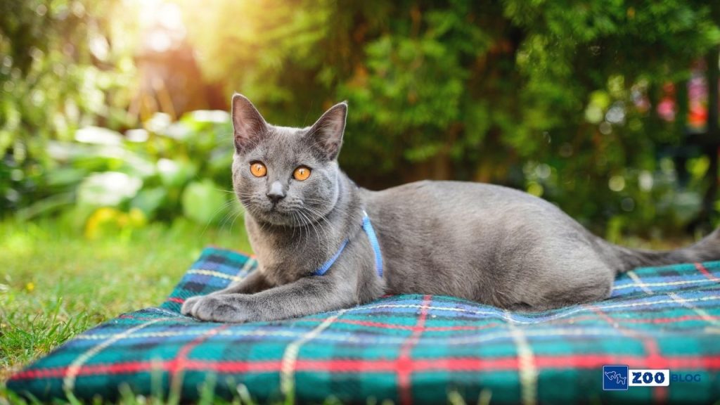 Chartreux Kedisi Karakteri