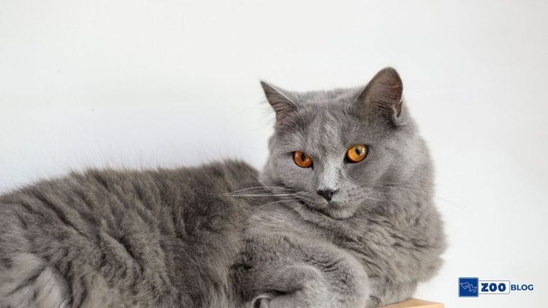Chartreux Kedisi Karakteri, Özellikleri, Bakımı
