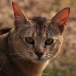 Chausie Kedi Irkı Bakımı Nasıl Olmalı?
