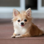 Chihuahua Köpek Irkı Bakımı Nasıl Olmalı?