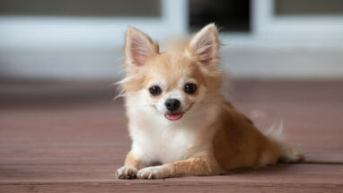 Chihuahua Köpek Irkı Bakımı Nasıl Olmalı?