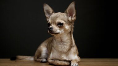 Chiwawa (Chihuahua) Köpek Irkı Özellikleri,Bakımı
