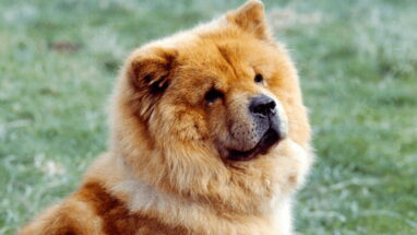 Chow Chow Köpek (Çin Aslanı) Irkı Tüm Özellikleri, Genel Bakım ve Sağlık Tüyoları