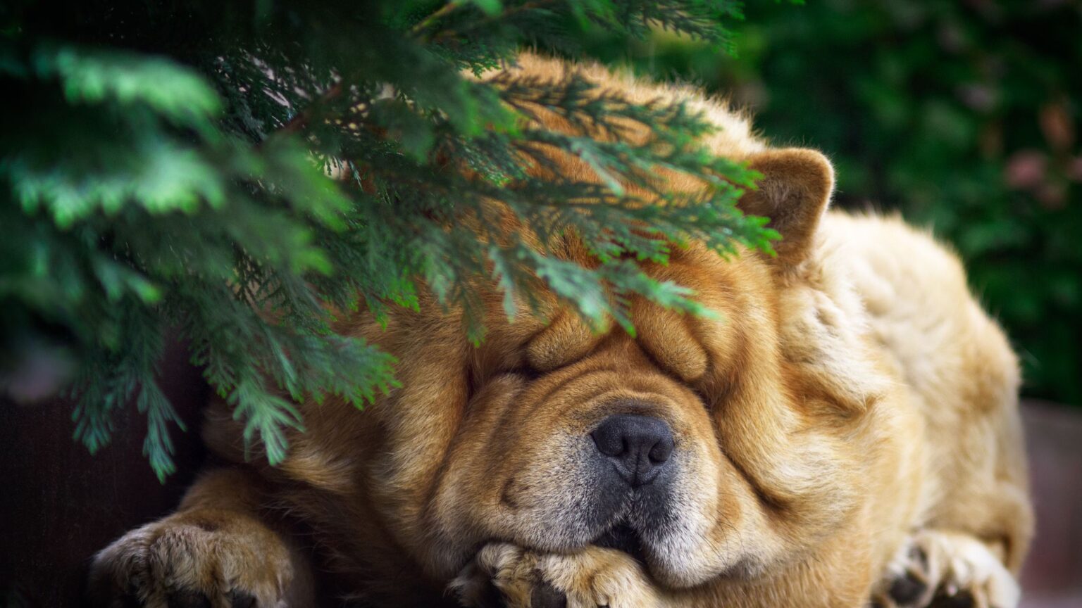 Chow Chow Köpek Irkı (Aslan Köpeği) Hakkında Bilgiler Zoo Blog