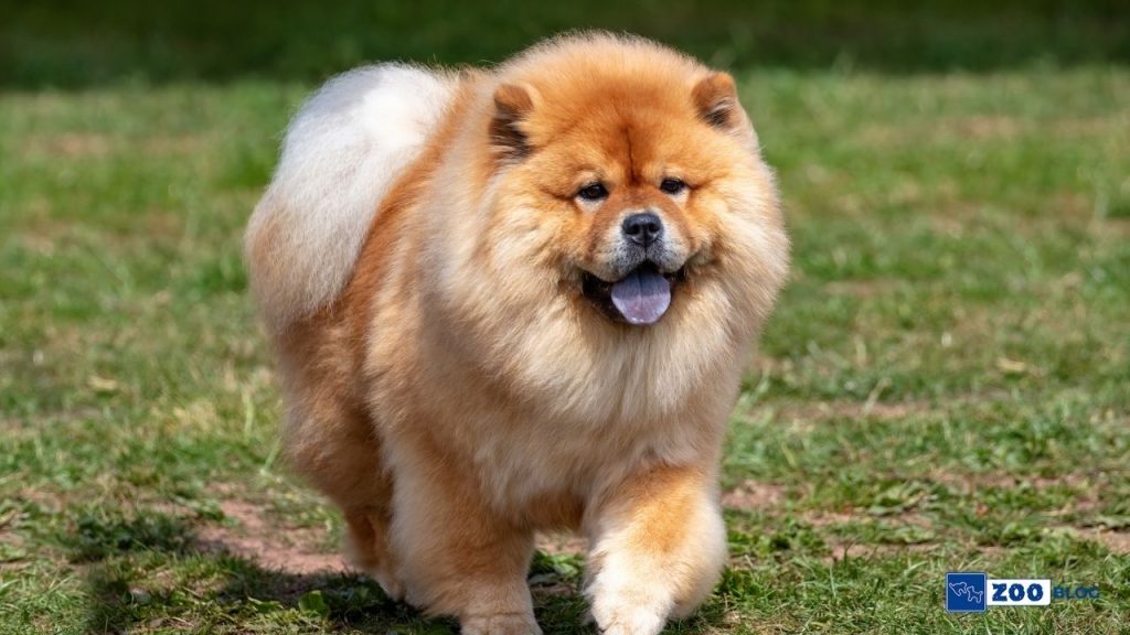 Chow Chow Köpek Bakımı ve Özellikleri