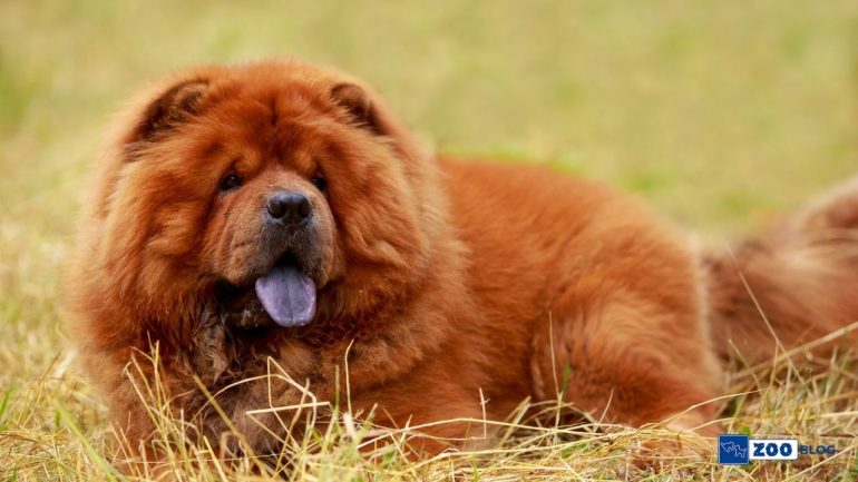 Chow Chow Köpek Bakımı ve Özellikleri