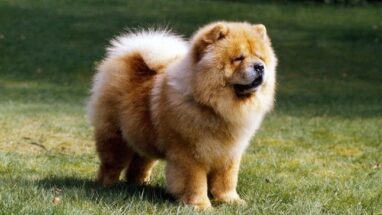 Chow Chow Köpek Irkı Bakımı Nasıl Olmalı?