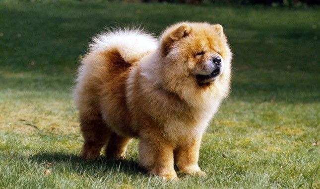 Chow Chow Köpek Irkı Bakımı Nasıl Olmalı?