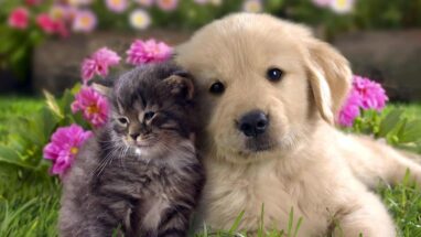 Kedi mi Köpek mi Sorusunu Cevaplıyoruz!