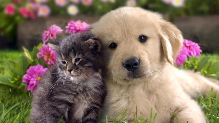 Kedi mi Köpek mi Sorusunu Cevaplıyoruz!