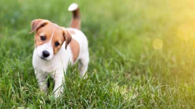 Köpek Ağız Kokusu Neden Olur?