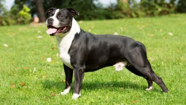 Pitbull Staff (American Staffordshire Terrier) Köpek Irkı Hakkında Bilgiler