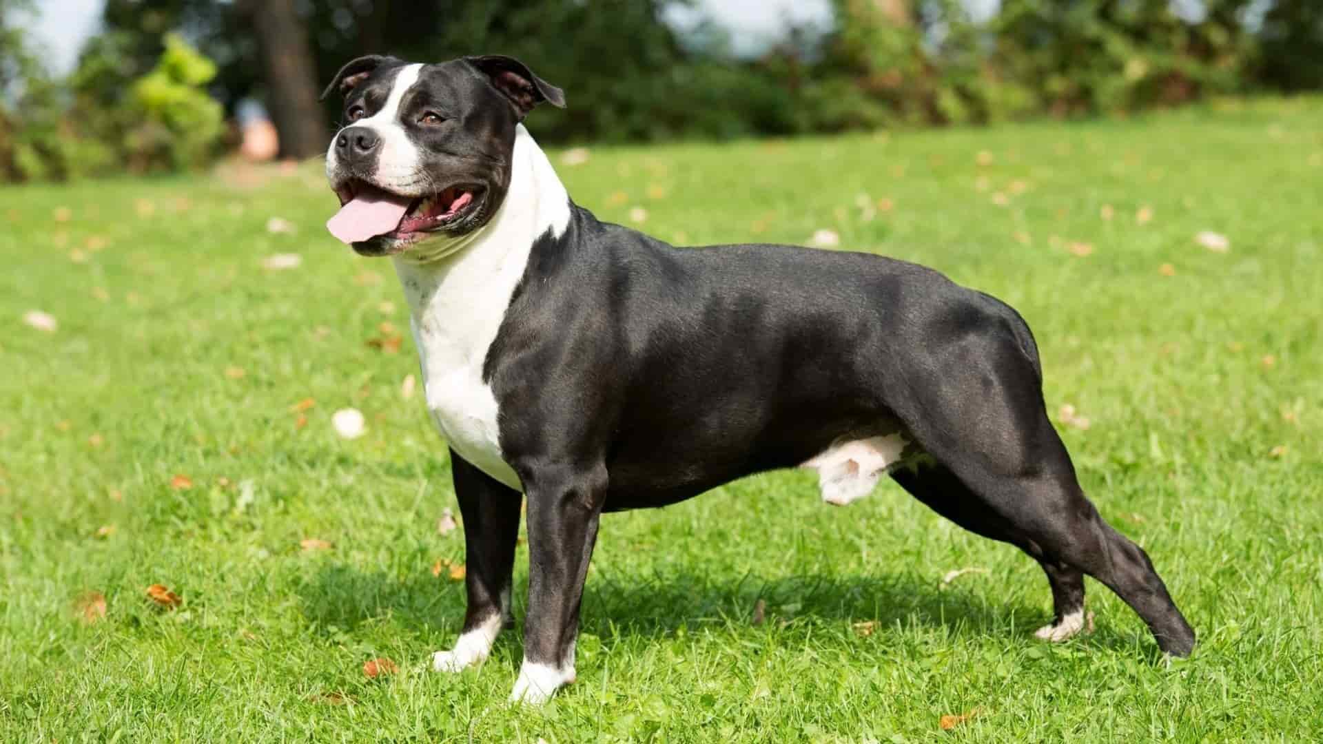 Pitbull Staff (American Staffordshire Terrier) Köpek Irkı Hakkında