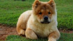 Aslan Köpeği (Çin Aslanı) Özellikleri ve Bakımı