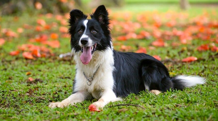 4 Maddede Çoban Köpeği Irkları