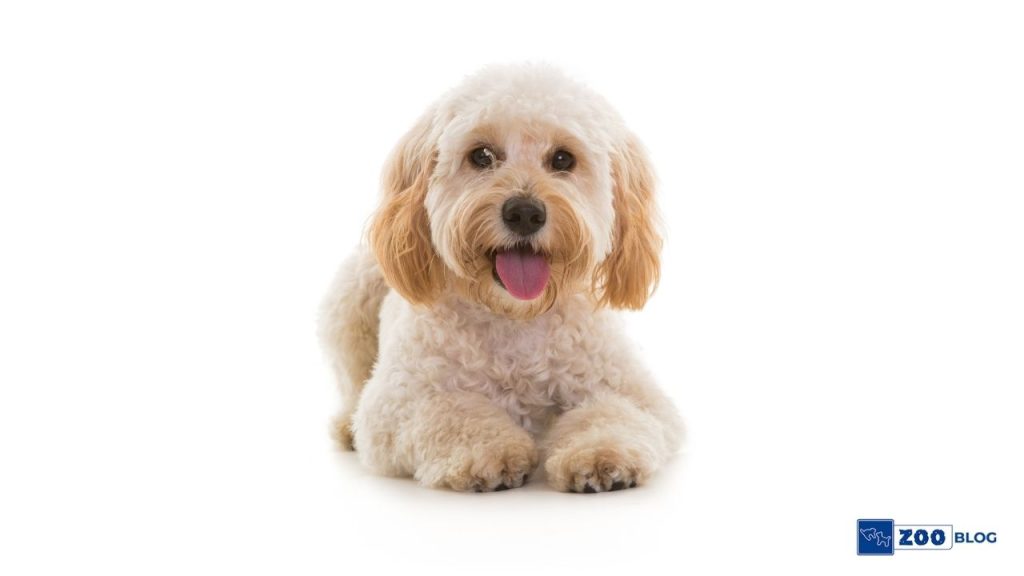 Cockapoo Köpek Kaç Sene Yaşar?