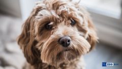 Cockapoo Köpek Kaç Sene Yaşar?