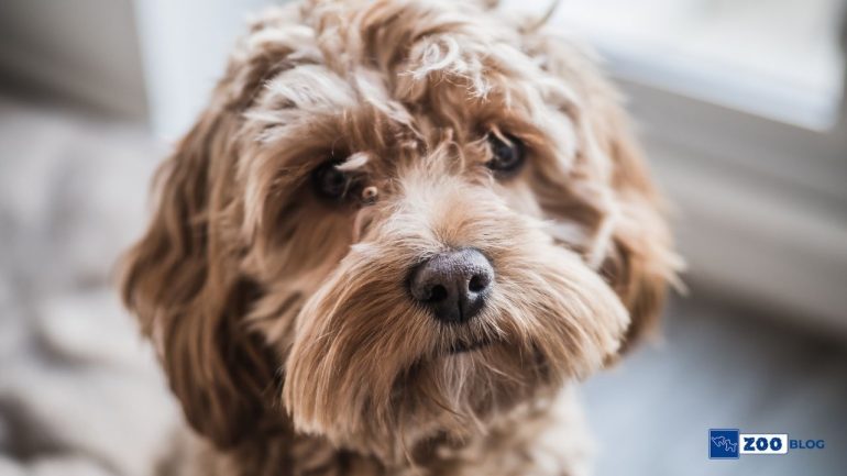 Cockapoo Köpek Kaç Sene Yaşar?