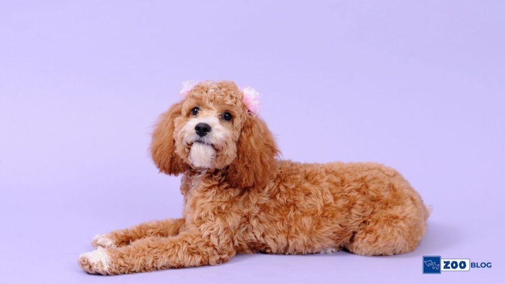 Cockapoo Köpek Karakteri ve Özellikleri