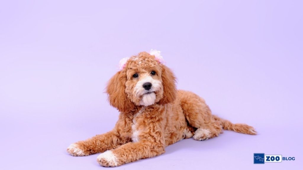 Cockapoo Köpek Karakteri ve Özellikleri