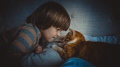 Çocuklar İçin En İyi Kedi Cinsleri