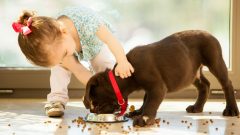 8 Maddede Çocuklarla En İyi Anlaşan Köpek Irkları