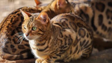 Çocuklarla İyi Anlaşan Kedi Türleri Nelerdir?