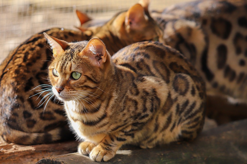 Çocuklarla İyi Anlaşan Kedi Türleri Nelerdir?