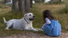 Çocuklarla İyi Anlaşan Köpek Türleri