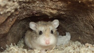 Çöl Hamsterı Özellikleri ve Bakımı