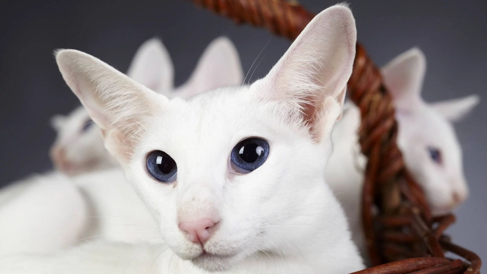 Colorpoint Shorthair Kedi Irkı Hakkında Bilmedikleriniz Zoo Blog