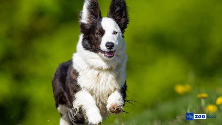 Corgi Köpeği Karakteri ve Özellikleri