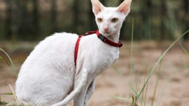 Cornish Rex Kedi Irkı Özellikleri Nelerdir?