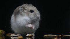 Cüce Hamster Bakımı Nasıl Olmalı?