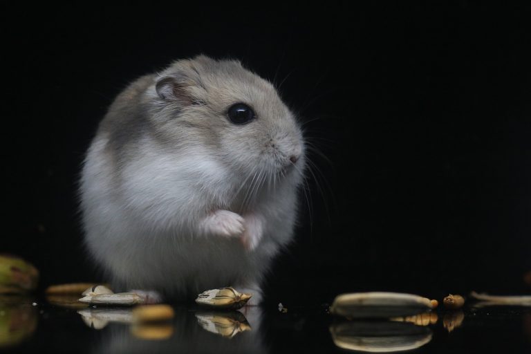 Cüce Hamster Bakımı Nasıl Olmalı?