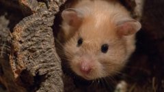 Cüce Hamster Kafesi Nasıl Olmalı?