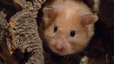 Cüce Hamster Kafesi Nasıl Olmalı?