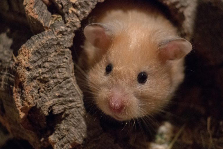 Cüce Hamster Kafesi Nasıl Olmalı?